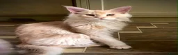 Maine Coon cats for sale: ⚜️ championline maine coon kittens ⚜️ polydactyl - Advert 6