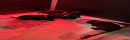 Staffordshire Bull Terrier dogs for sale: Stunning Brindle Staffordshire bull terriers - Advert 11
