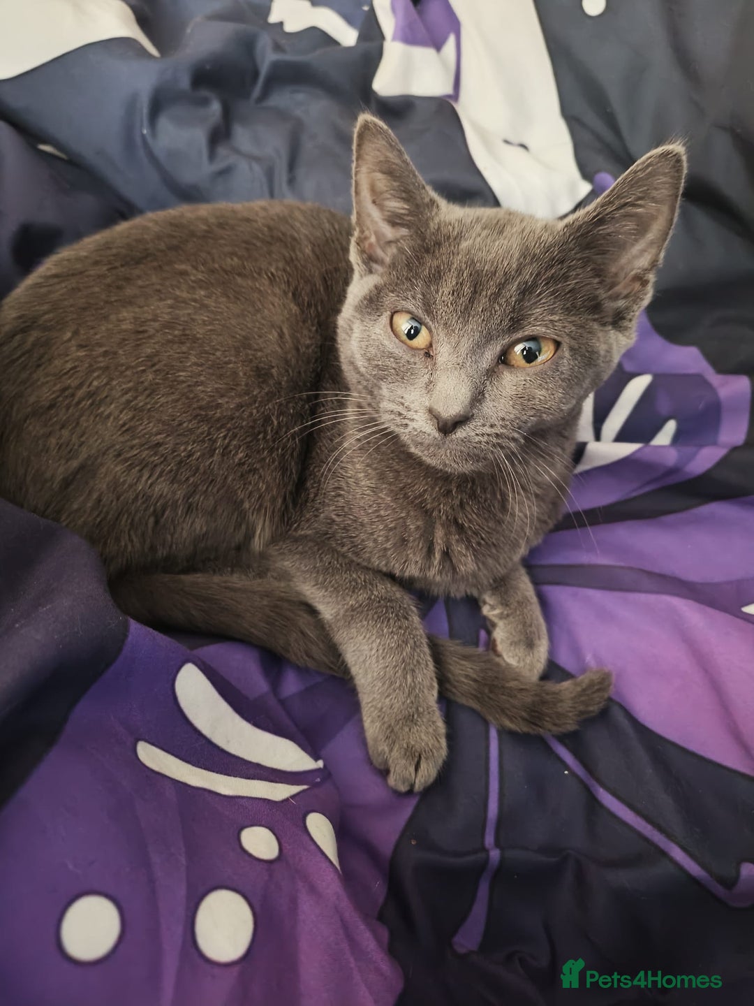 Russian Blue cats for sale: Male Russian blue kitten  - Advert 12