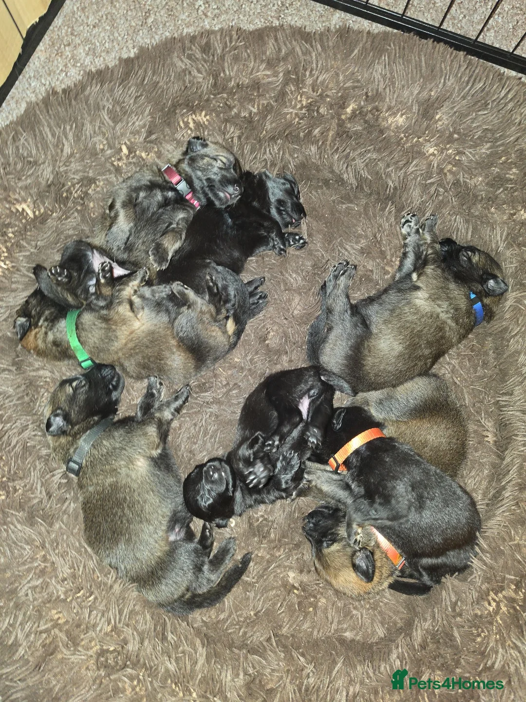 German Shepherd dogs for sale: Stunning German shepherd puppies outstanding litte - Advert 2
