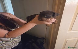 Dobermann dogs for sale: Kennel club registered Doberman puppies. - Image 6