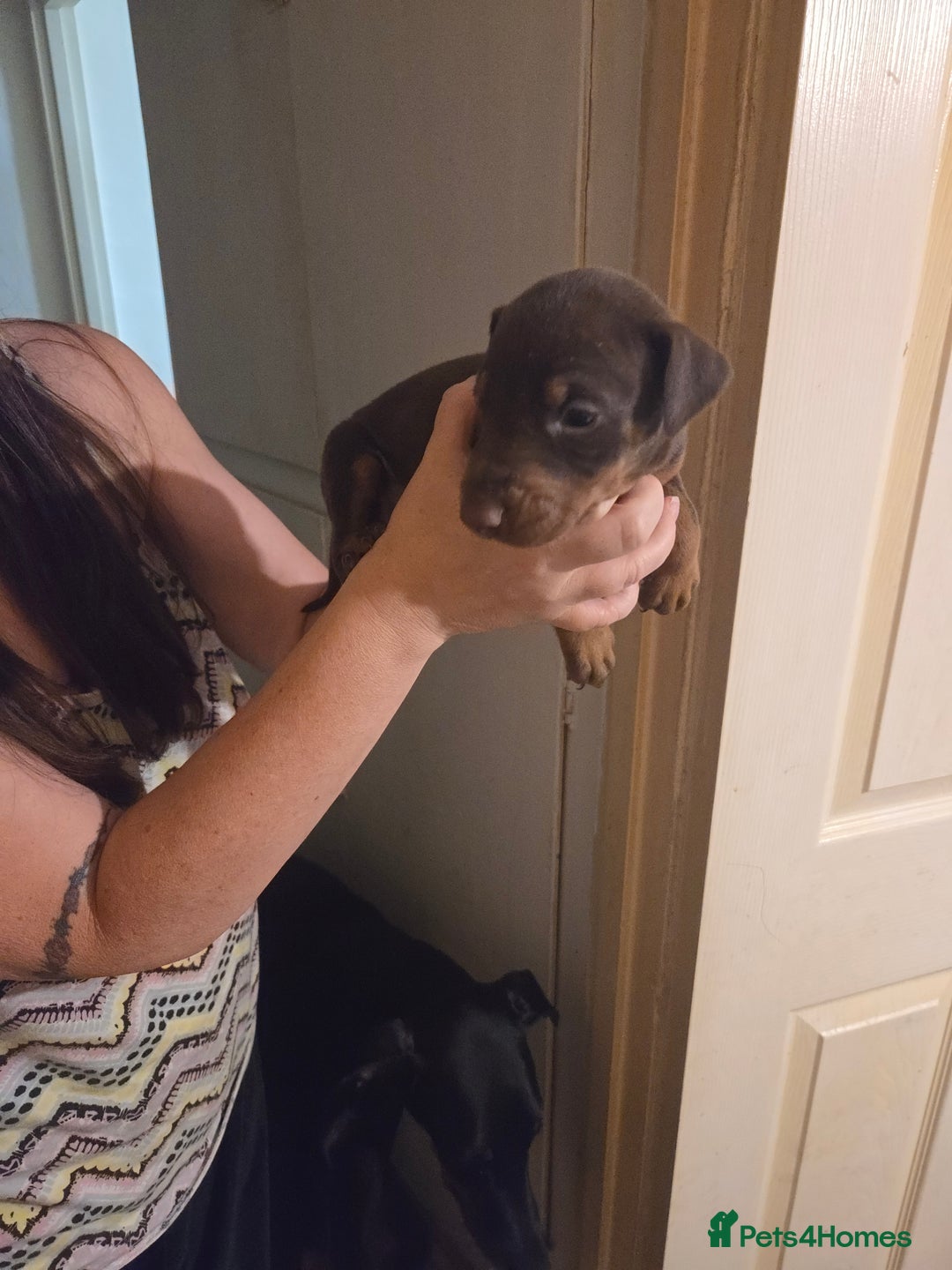 Dobermann dogs for sale: Kennel club registered Doberman puppies. - Image 6