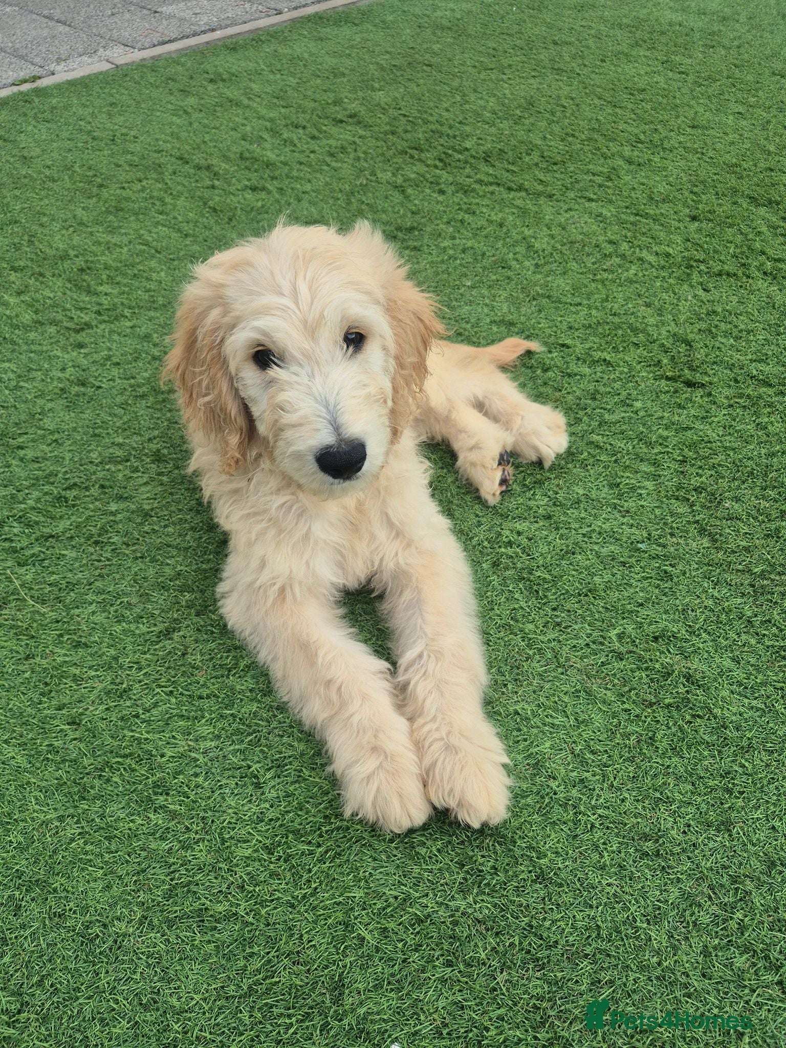 Goldendoodle dogs F1 standard goldendoodle  - Advert 6