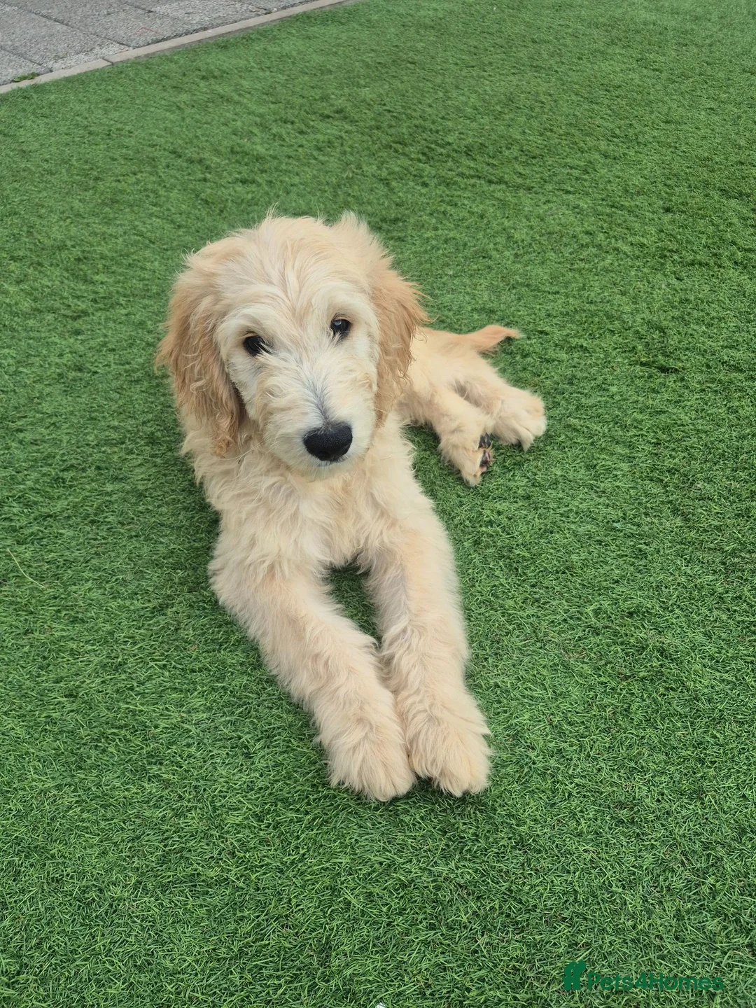 Goldendoodle dogs for sale: F1 standard goldendoodle  - Advert 1