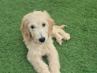 Goldendoodle dogs F1 standard goldendoodle - Advert 6