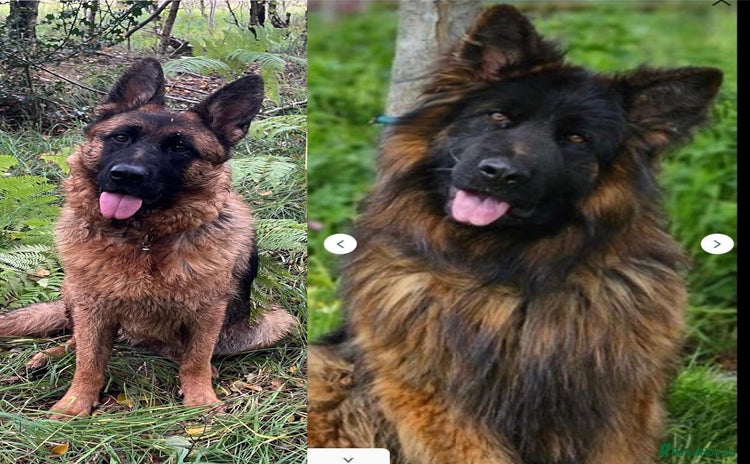 German Shepherd dogs Outstanding long haired Gsd pups  for sale  - Advert 15