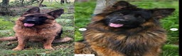 German Shepherd dogs for sale: Outstanding long haired Gsd pups  for sale  - Advert 6