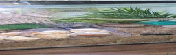 Crabs invertebrates for sale: 2 hermit crabs and full set up  - Advert 4