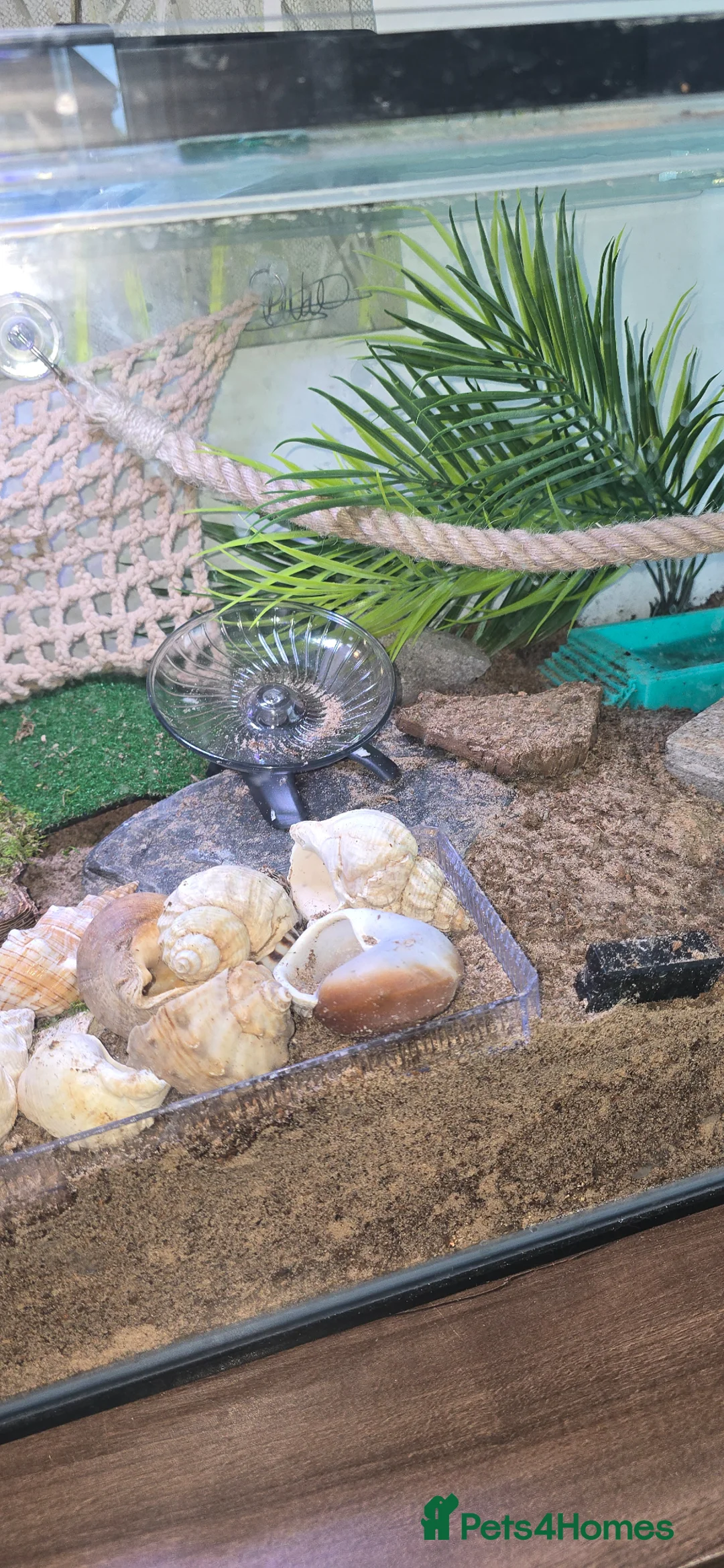 Crabs invertebrates for sale: 2 hermit crabs and full set up  - Advert 4