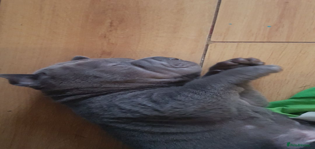 Gallery Image {{count}}