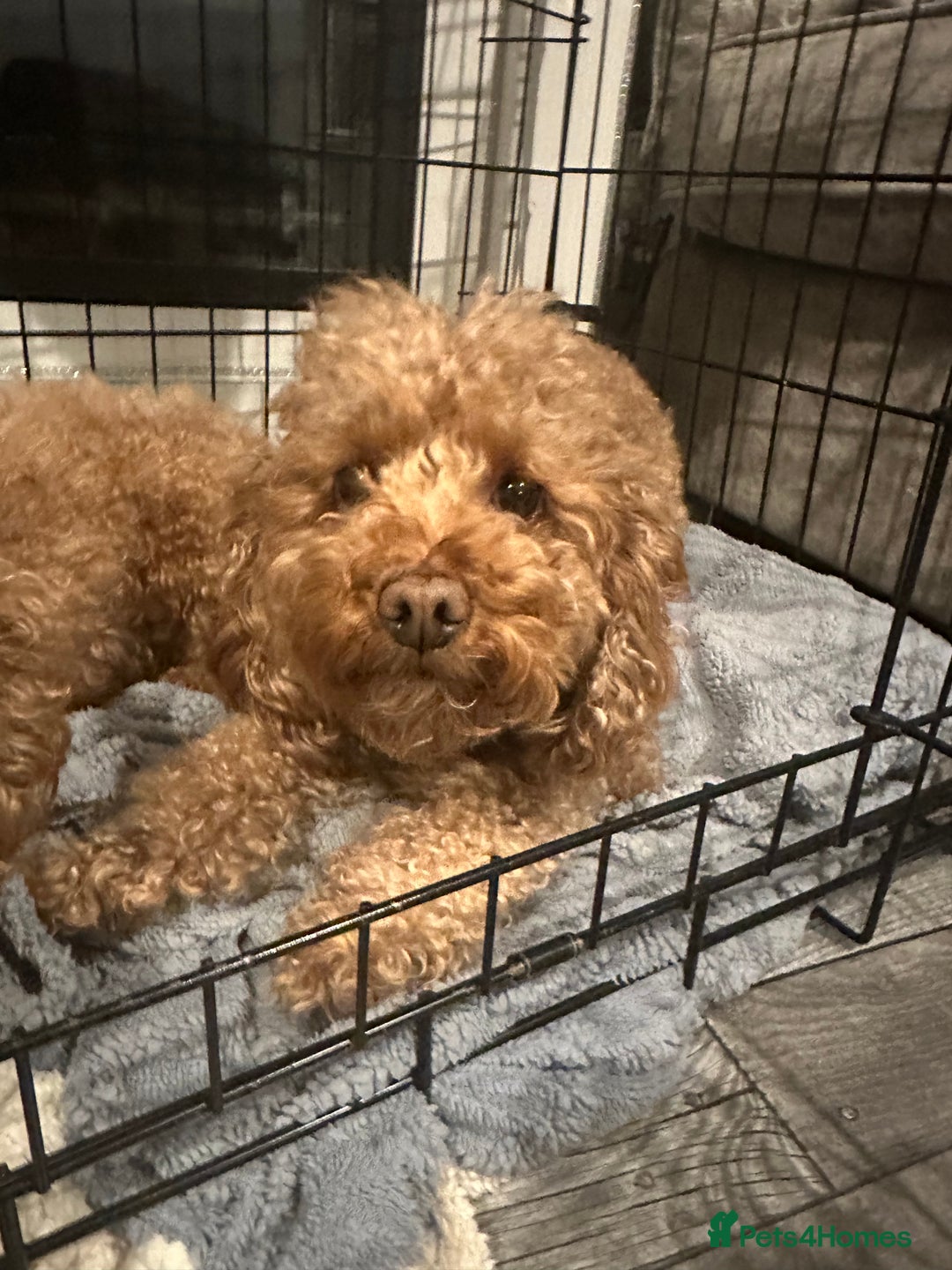 Cockapoo dogs for sale: bella wand waffle - Advert 2