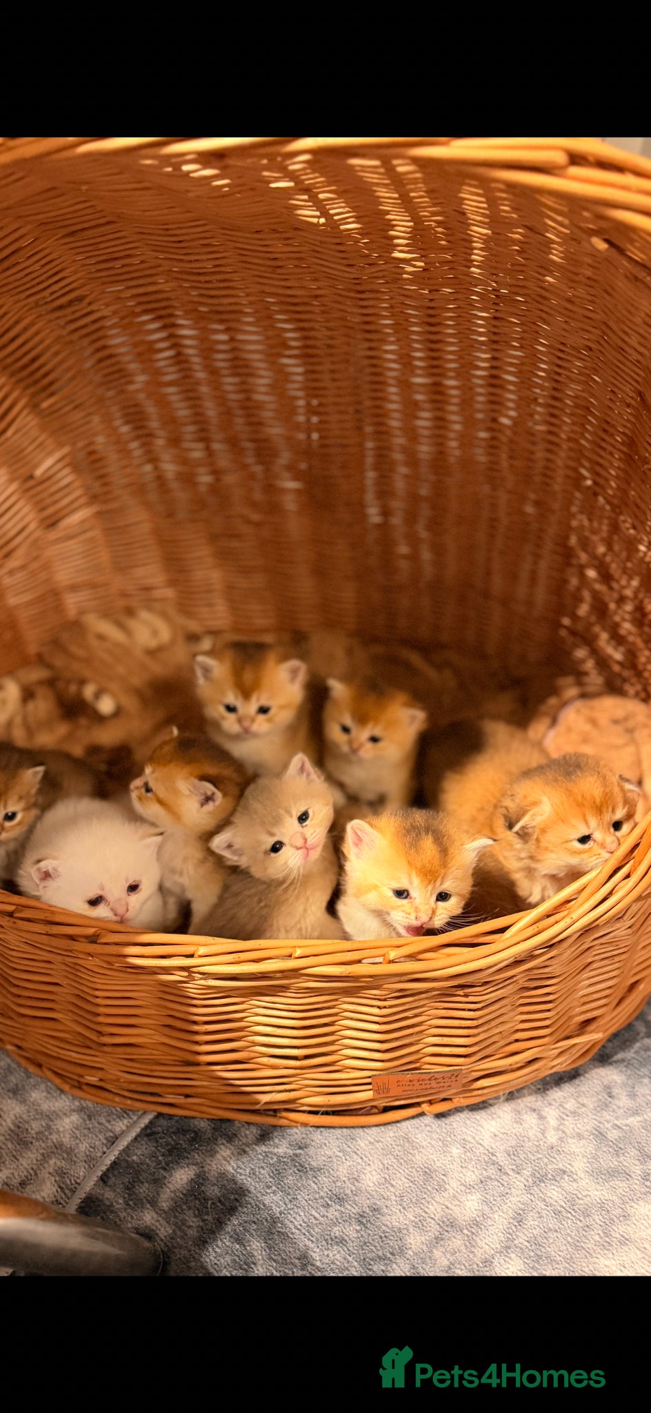 Scottish Fold cats Scottish pedigree golden kittens - Advert 1