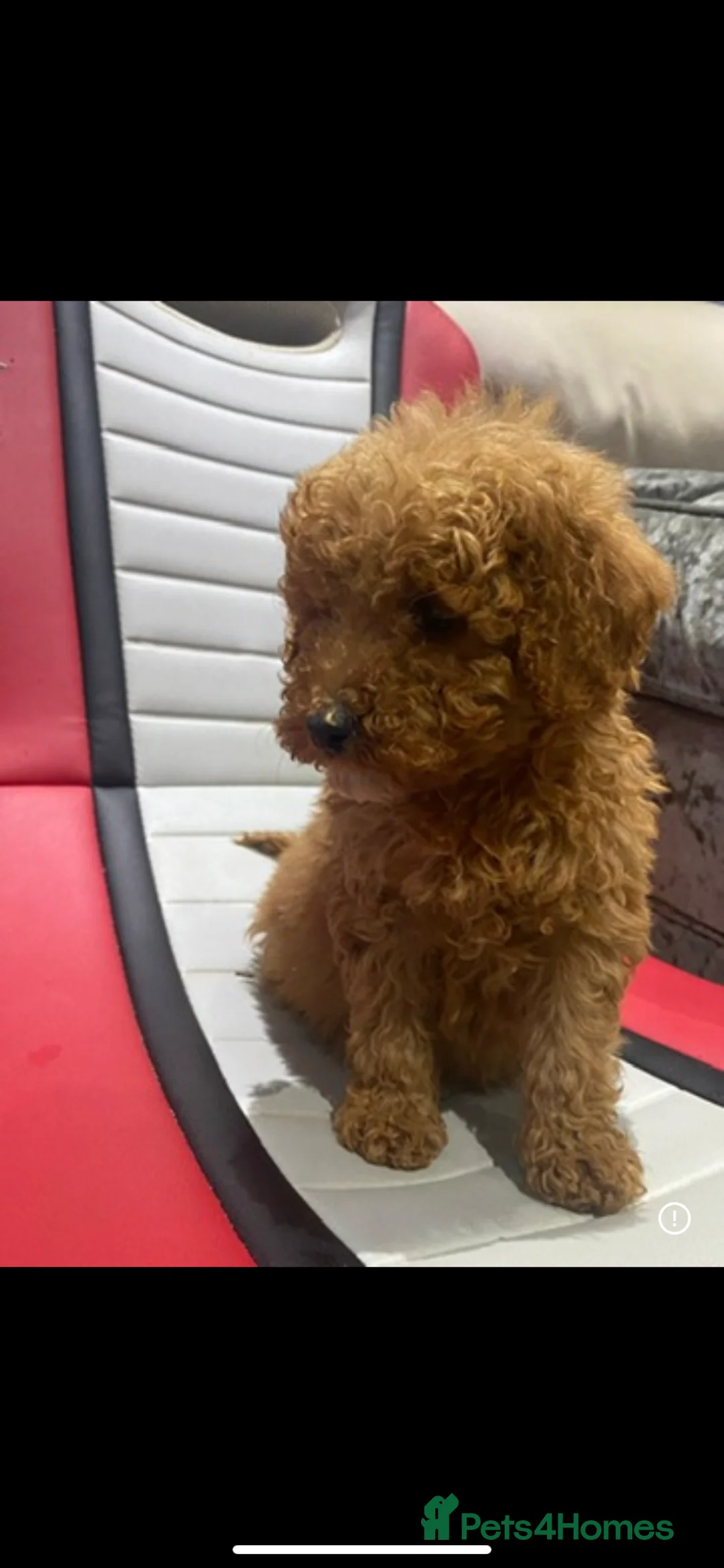 Miniature Poodle dogs for sale: Kc Reg Red Miniature Poodles Available Now - Advert 12