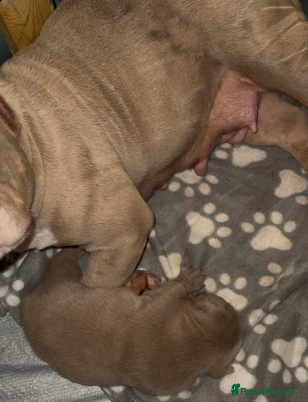 American Bully dogs for sale: Stunning Bully pup available now  - Advert 7