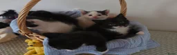 Mixed Breed cats for sale: Beautiful Kittens Looking for Loving Homes - Advert 17