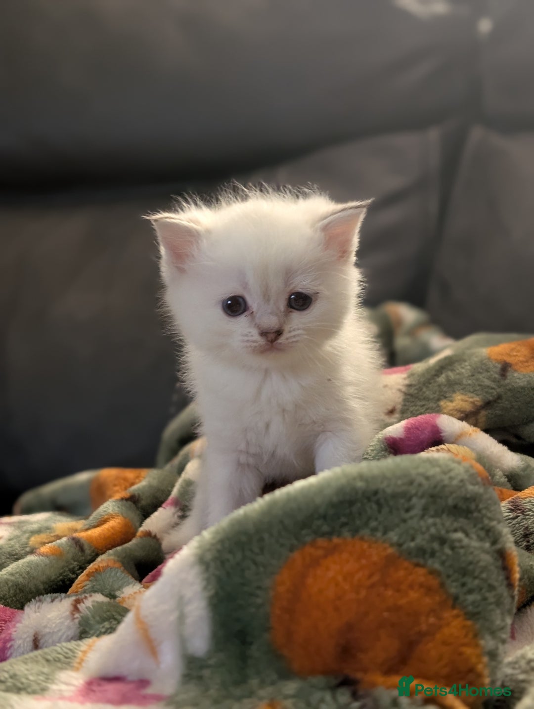 Mixed Breed cats for sale: Rare Ragfold kittens - Ready 26th January  - Advert 7