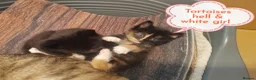 Mixed Breed cats for sale: 4 gorgeous little kitten looking for homes  - Advert 6