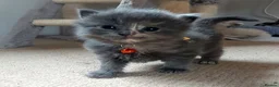 Ragdoll cats for sale: X6 Beautiful Ragdoll/Persian "Perdoll" Kittens - Advert 22