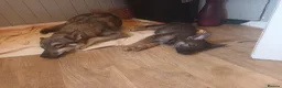 Mixed Breed dogs for sale: 2 female pups left wolfdog x german shepherd h - Advert 8