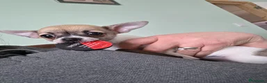 Chihuahua 3
