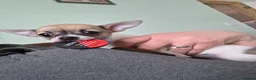 Chihuahua dogs for sale: Chihuahua pups x2 smooth coat - Advert 5