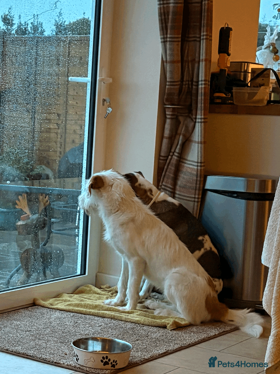 Mixed Breed dogs for sale: Sweet Dorothy looking for her family - Advert 3