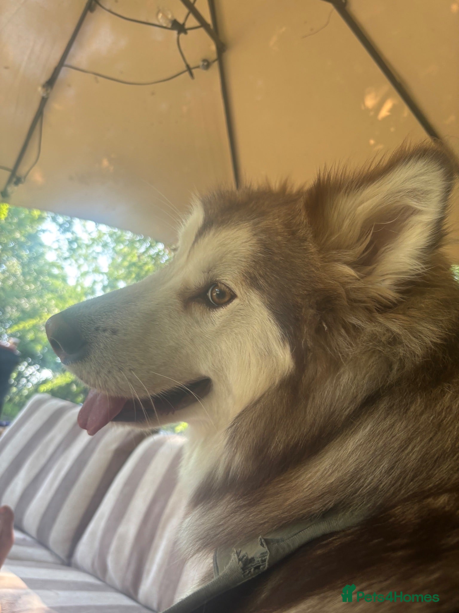 Alaskan Malamute dogs Litter due  - Advert 2