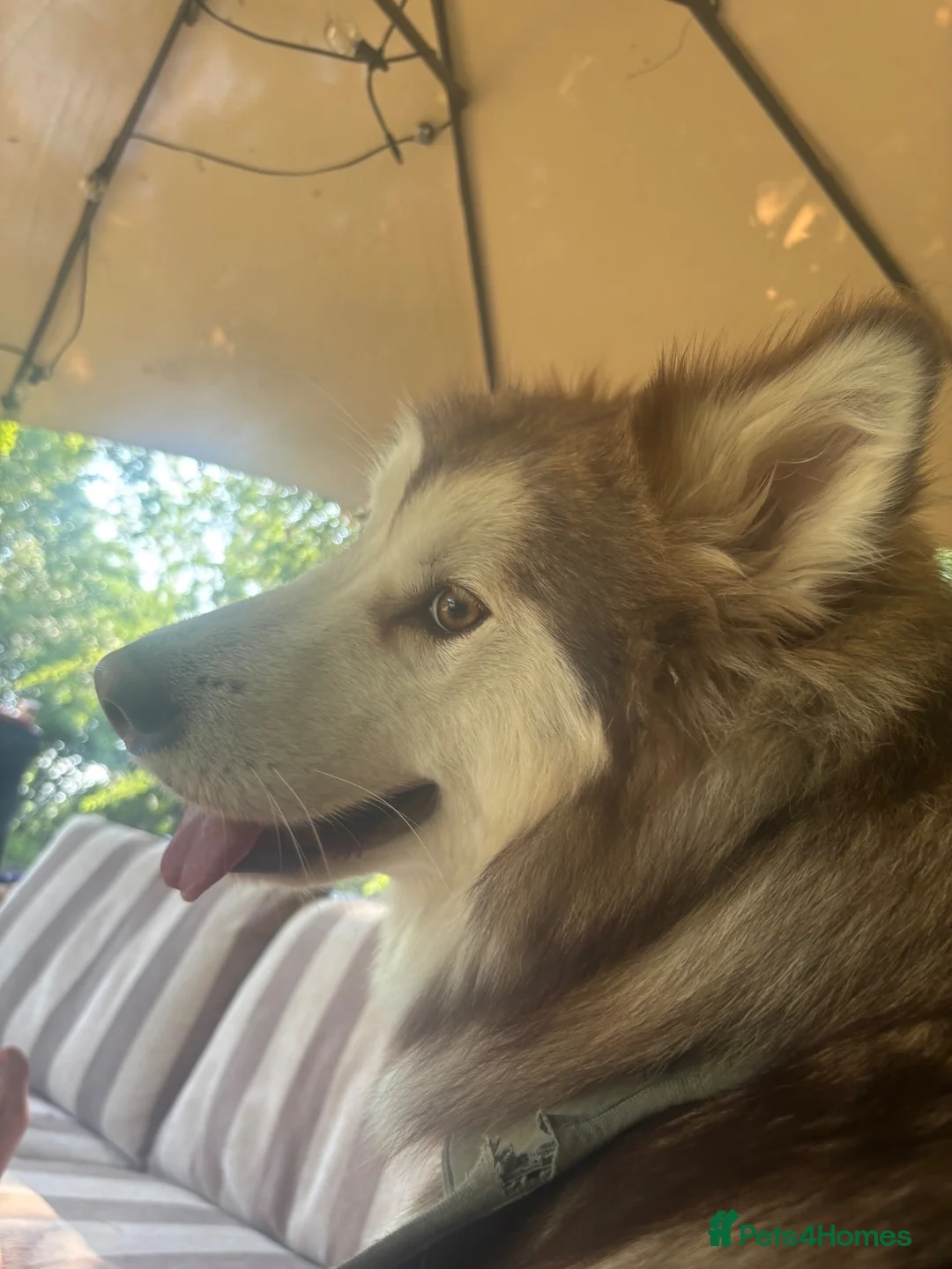 Alaskan Malamute dogs for sale: Litter due  in Tring - Advert 2