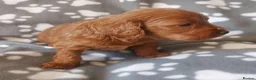 Cockapoo dogs for sale: ONLY ONE DARK BROWN FEMALE LEFT - Advert 4