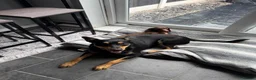Mixed Breed dogs for sale: Mini Dasch / Kelpie pups  in Prescot - Advert 10