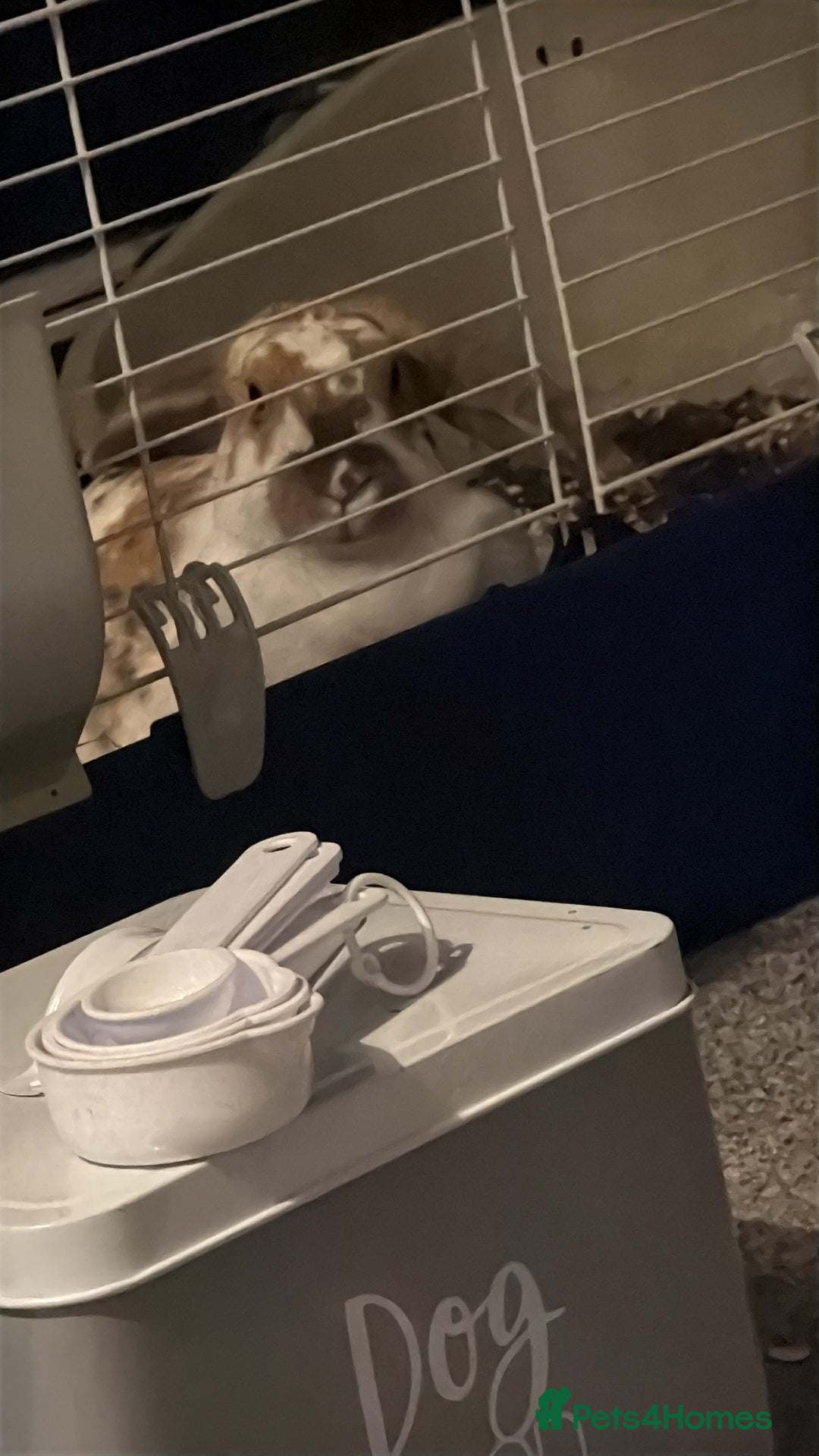 English rabbits for sale: Daisy - do not know the breed - Image 6
