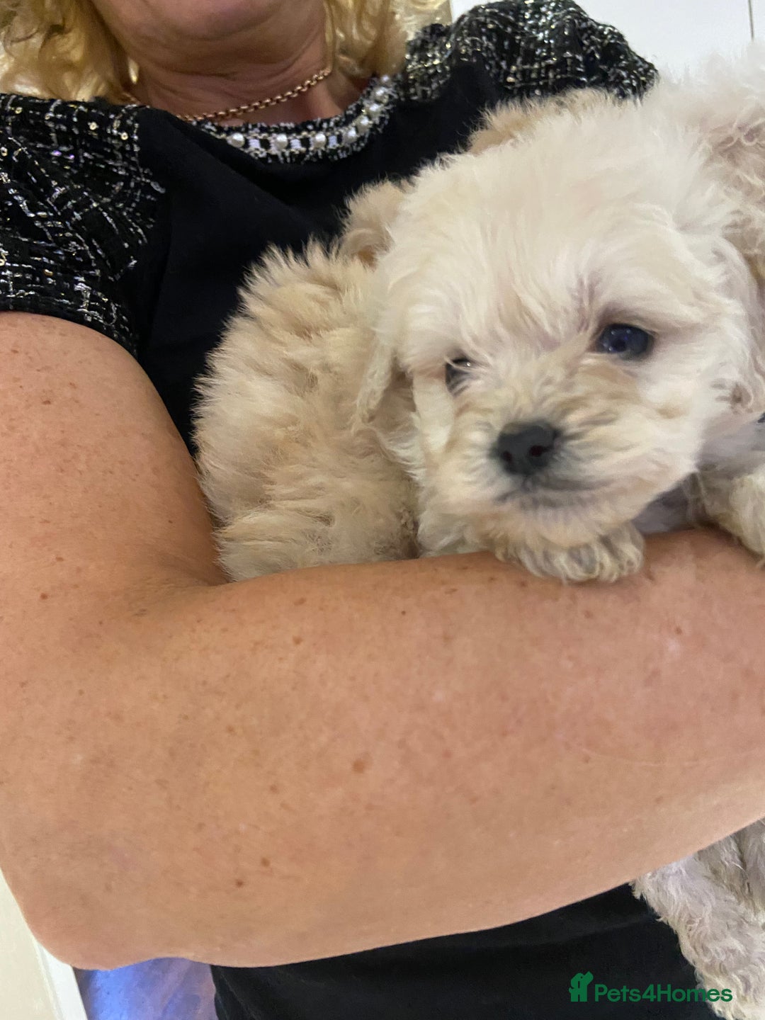 Cockapoo dogs for sale: Cockapoos for sale - Advert 4