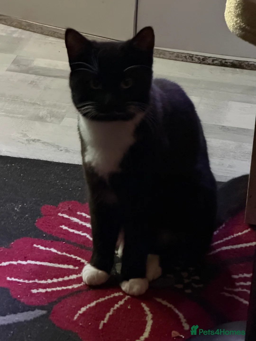 Mixed Breed cats for sale: Male tuxedo cat 9 months old  - Advert 2