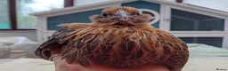 Chickens poultry for sale: Bearded Serama Trio for Loving Home - Advert 13