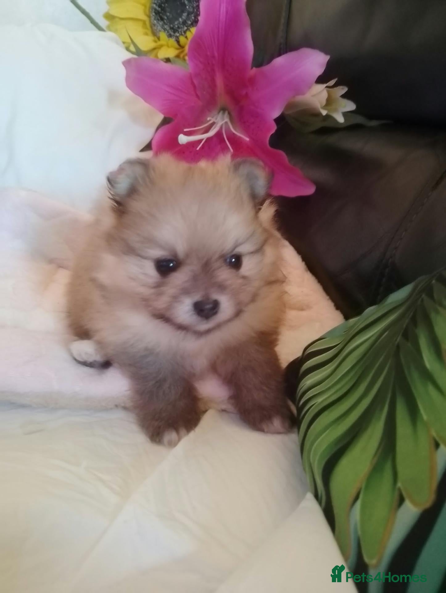 Pomeranian dogs Teddy Pom's - Advert 9