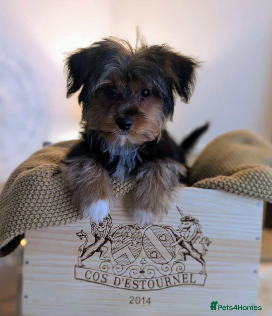 Yorkshire Terrier dogs for sale: 2 Biewer Yorkshire Terrier Boys – Ready Now! - Advert 8