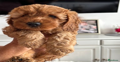 Cavapoo dogs - Advert 15