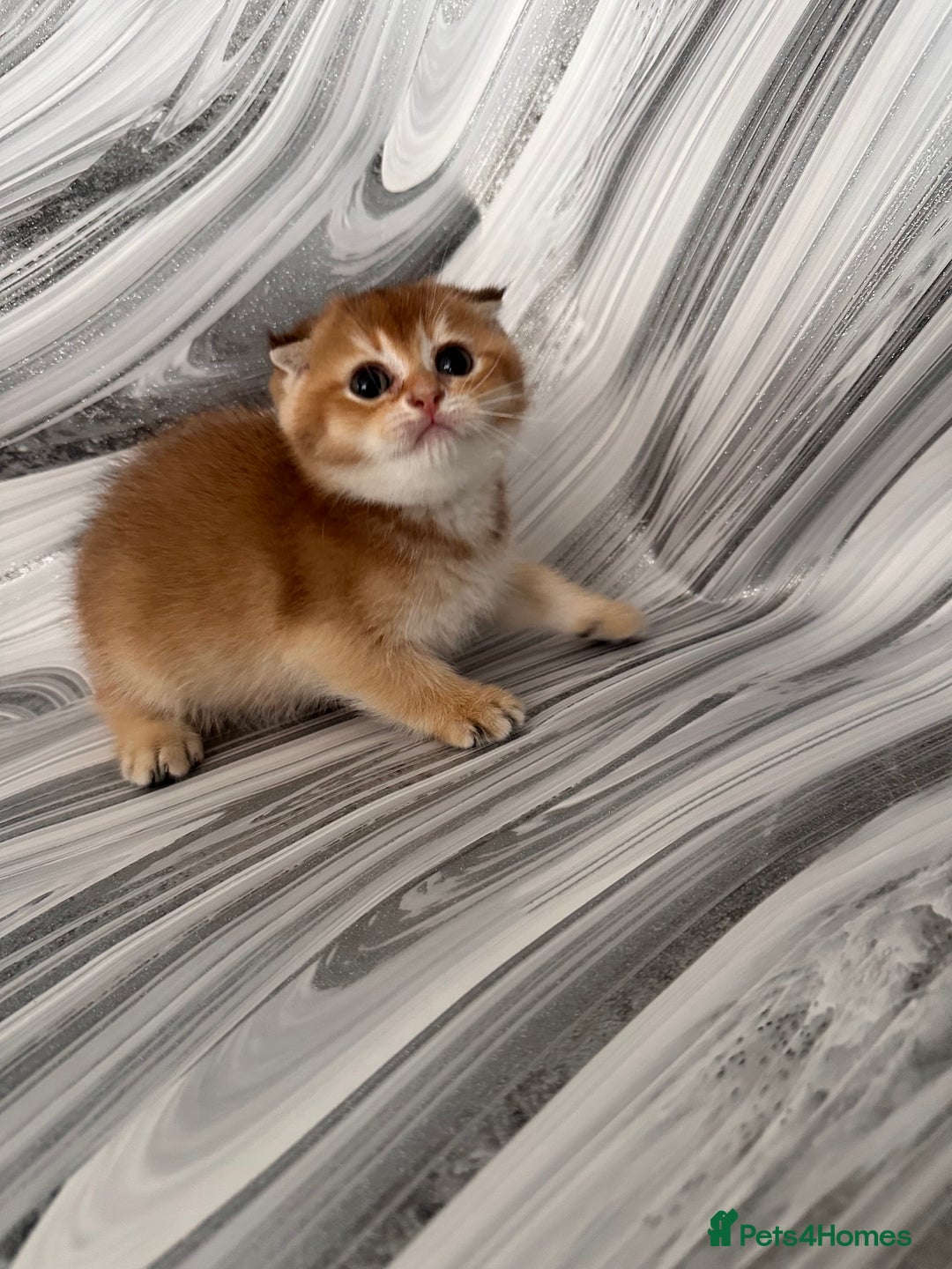 Scottish Fold cats for sale: Pedigree Scottish Fold kittens - Image 4