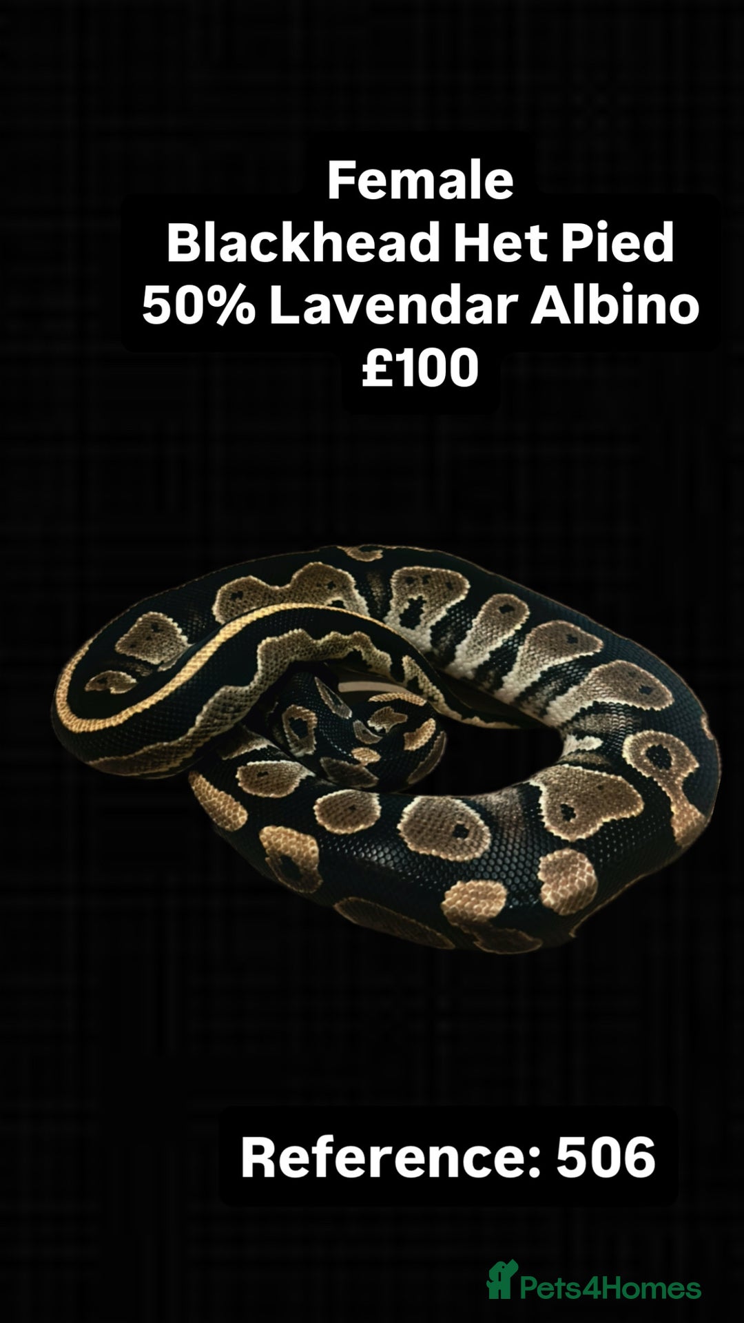 Python Snake reptiles for sale: Various 2025 Pied Ball Pythons Royal Snake - Advert 8