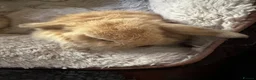 Mini Lop rabbits for sale: Mini lop pure bred babies - Advert 10