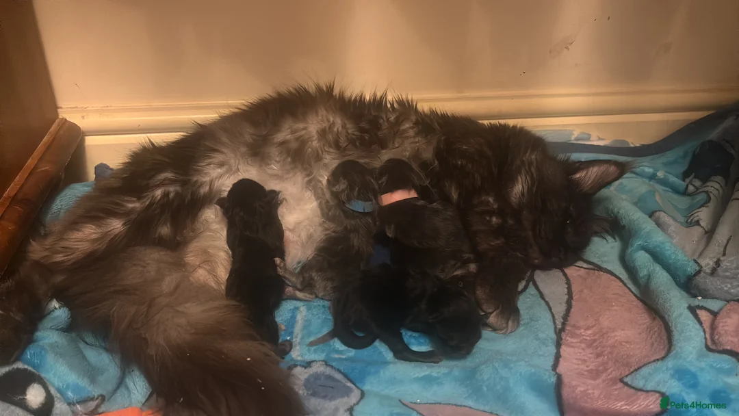 Maine Coon cats for sale: Maine coon kittens for sale  in Lowestoft - Advert 2