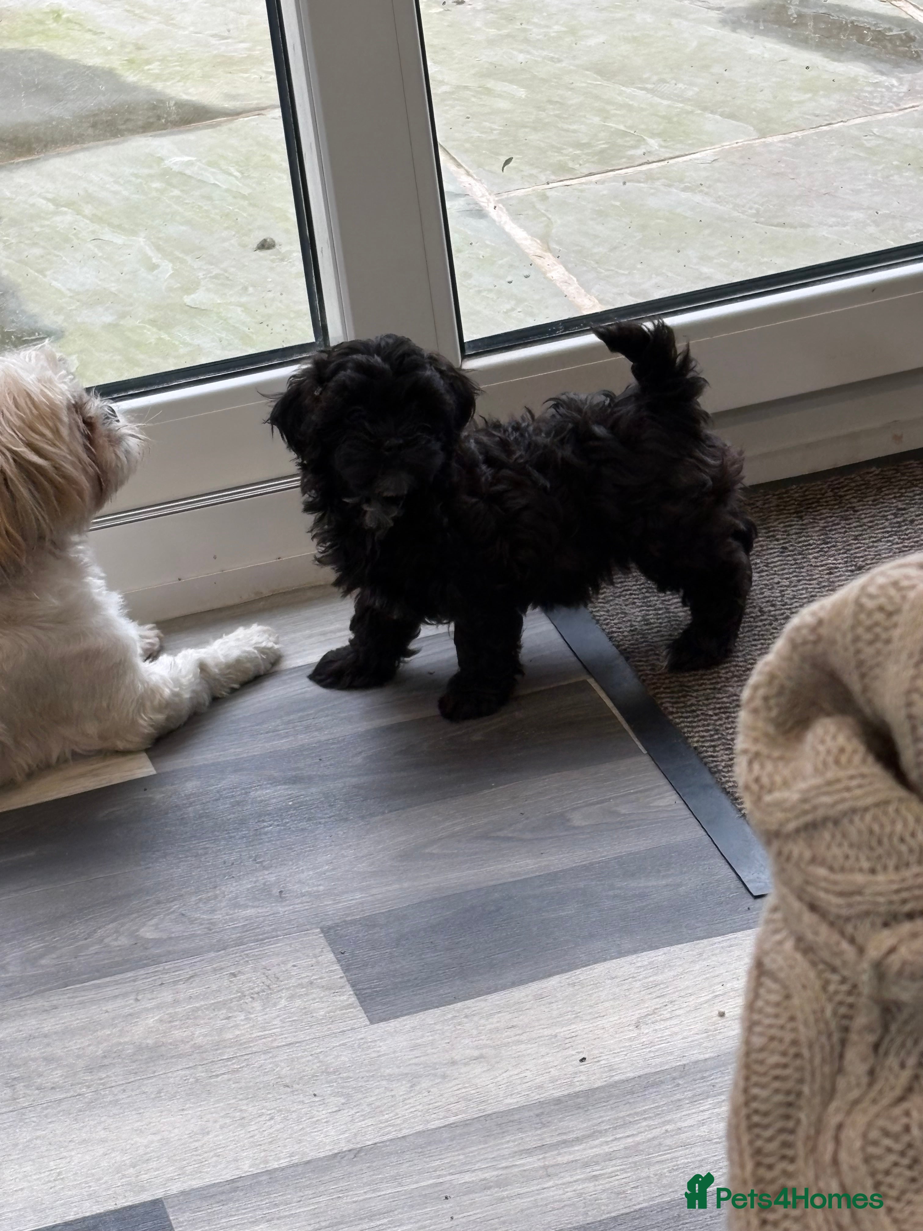 Shihpoo dogs Shihpoo f1 puppies  🩷🩷 1 female left  - Advert 17