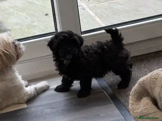 Shihpoo dogs Shihpoo f1 puppies 🩷🩷 1 female left - Advert 17