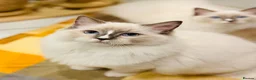 Ragdoll cats for sale: 🩵✨ STUNNING GCCF REGISTERED RAGDOLL GIRLS - Advert 17