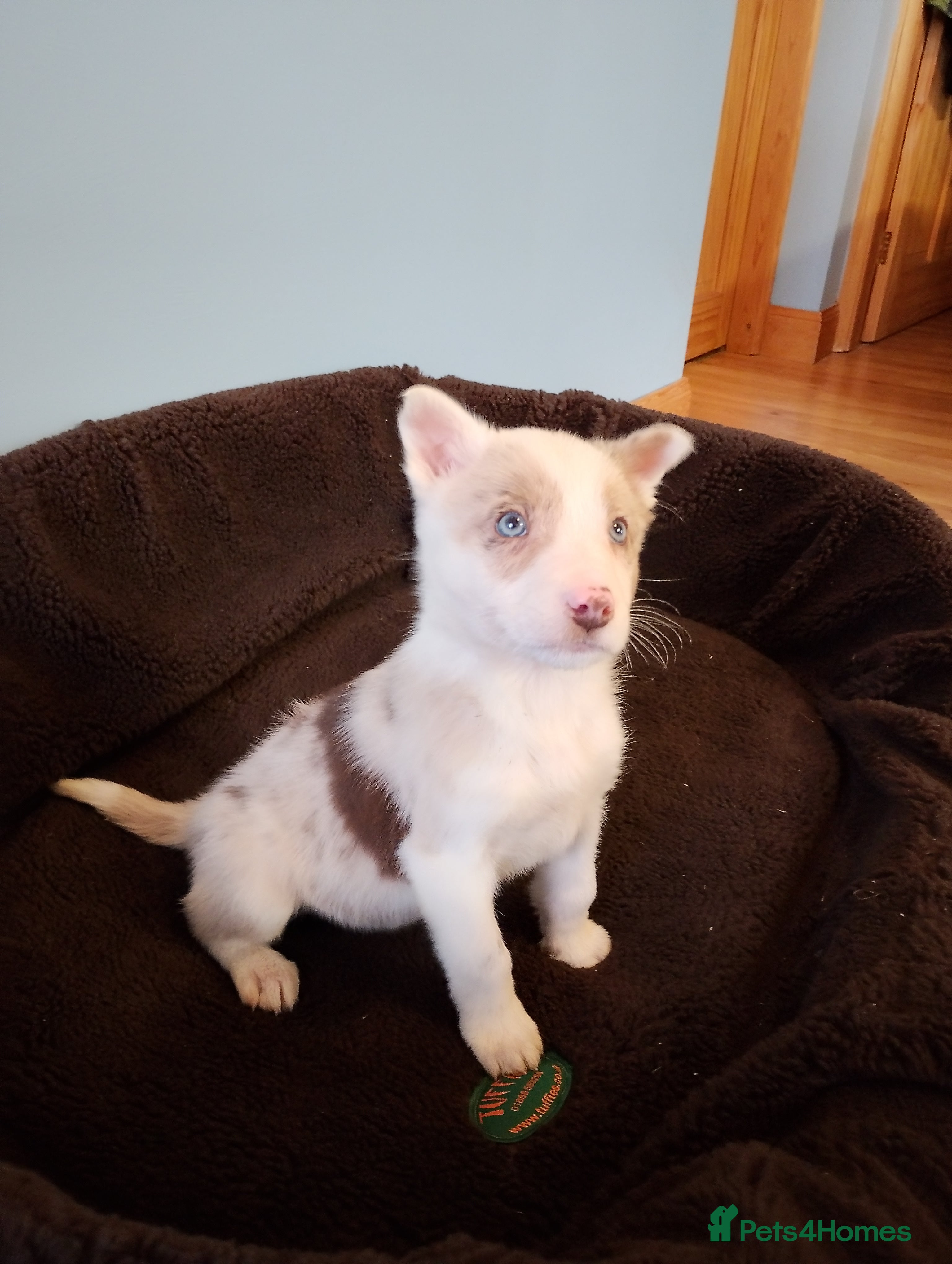 Border Collie dogs Red Merle + Red Tri Male Border Collie Puppies - Advert 3