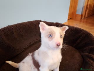 Border Collie dogs Red Merle + Red Tri Male Border Collie Puppies - Advert 3