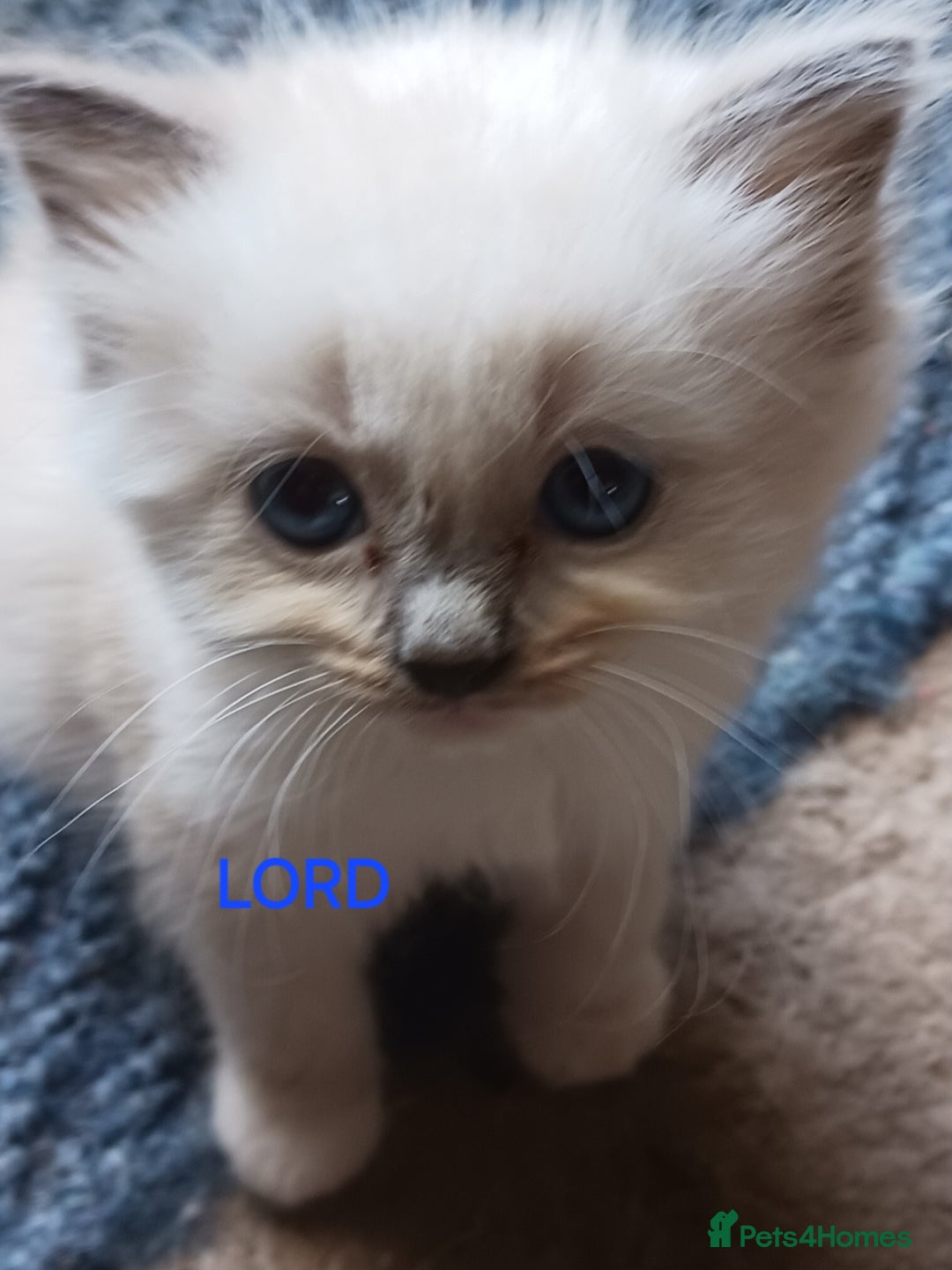 Ragdoll cats for sale: CUTE BLUE COLOUR POINT RAGDOLL KITTENS  - Image 5
