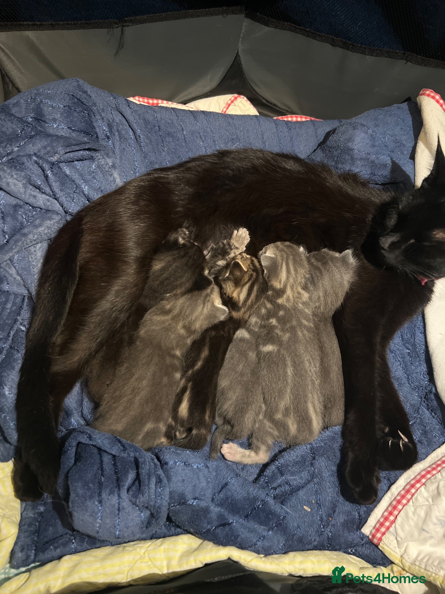Mixed Breed cats Bengal x Maincoone cross Kittens  - Advert 12