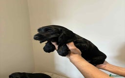 Cocker Spaniel dogs for sale: Pure show type dna health tested KC reg parents  - Image 7