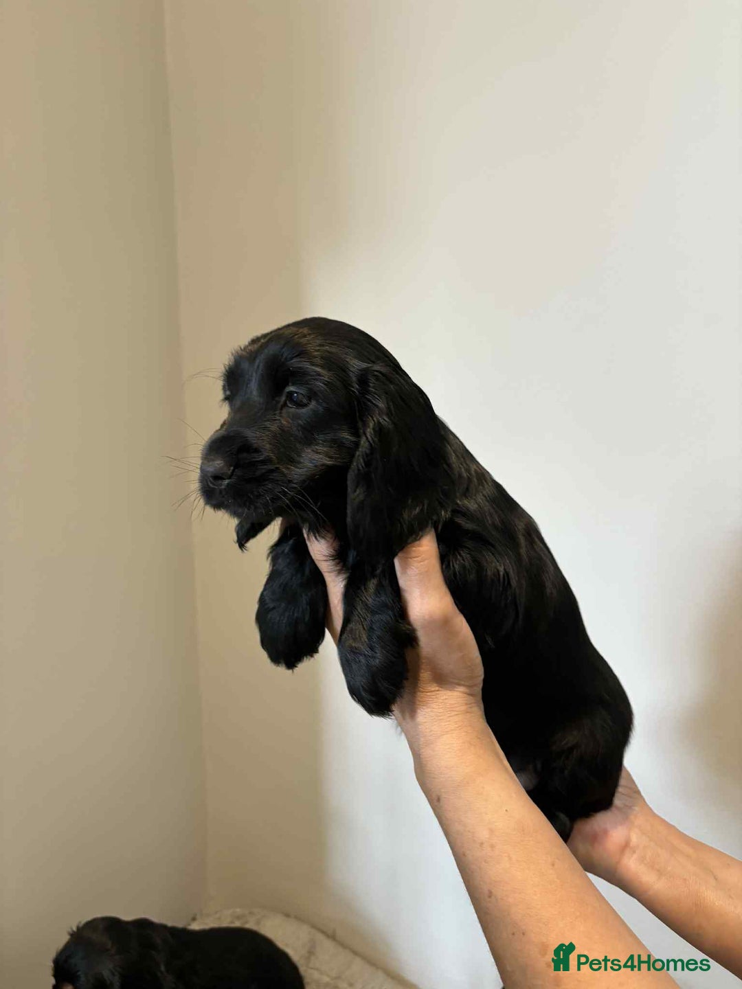 Cocker Spaniel dogs for sale: Pure show type dna health tested KC reg parents  - Image 7